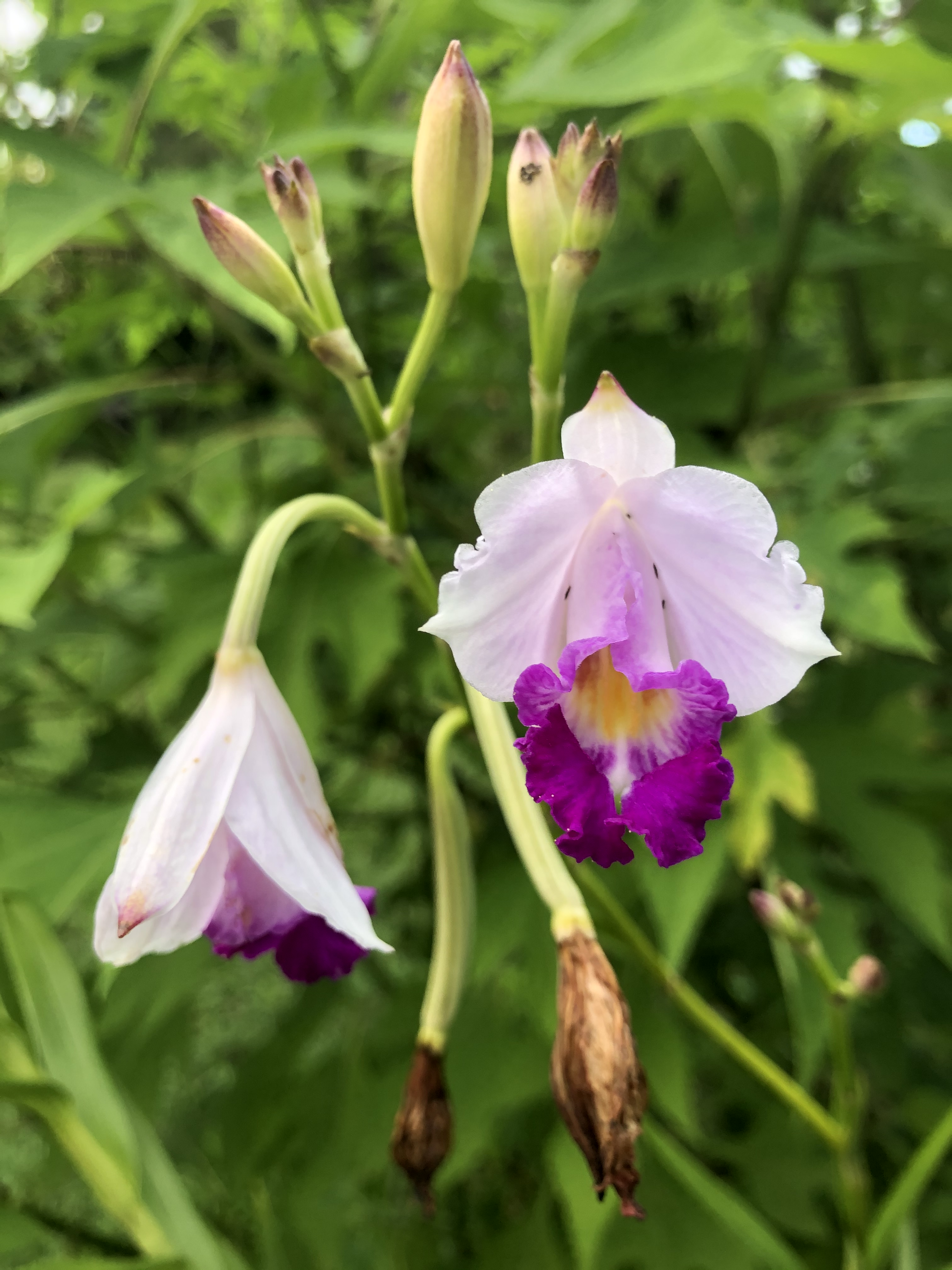 A delicate flower on its branch, evoking peace and a connection to nature